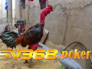 Sử dụng hỗn hợp nghệ và rượu để da gà đỏ đẹp, săn chắc